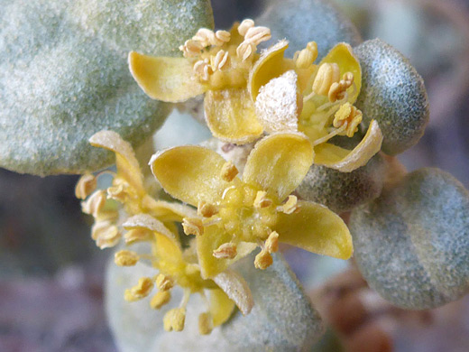 Roundleaf Buffaloberry; Yellow flowers of shepherdia rotundifolia - in White Canyon, Natural Bridges National Monument, Utah