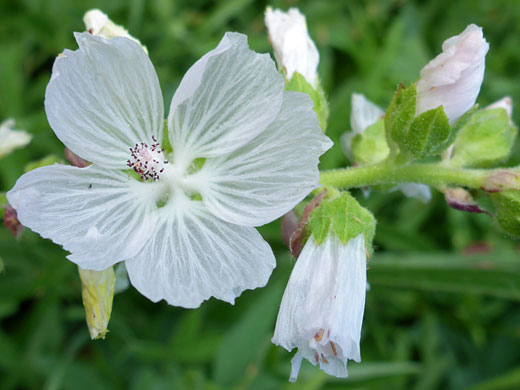 White Checkermallow; White checkermallow (sidalcea candida), Brown Creek Trail, Great Basin National Park, Nevada