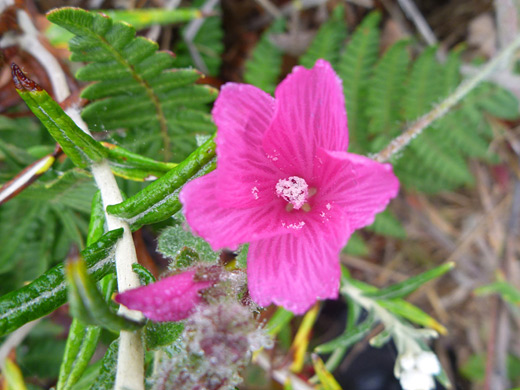 Checkerbloom; Sidalcea malviflora ssp malviflora, Point Cabrillo Light Station State Historic Park, California