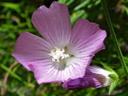 New Mexico Checkermallow; Sidalcea neomexicana (new mexico checkermallow), West Fork of Oak Creek, Sedona, Arizona