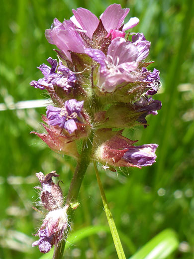 Marsh Checkerbloom; Sidalcea ranunculacea (marsh checkerbloom), Cottonwood Lakes Trail, Sierra Nevada, California