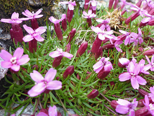 Moss Campion; Silene acaulis (moss campion), along the Porphyry Basin Trail, San Juan Mountains, Colorado