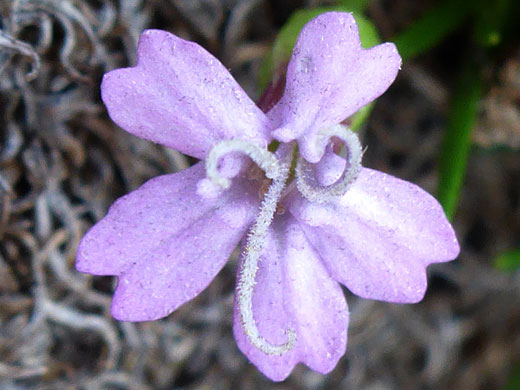 Pale purple flower