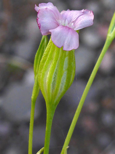 Sleepy Catchfly; Sleepy catchfly (silene antirrhina), Gila Lower Box, New Mexico