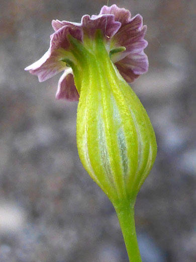 Light green calyx