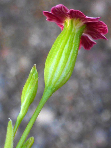 Sleepy Catchfly