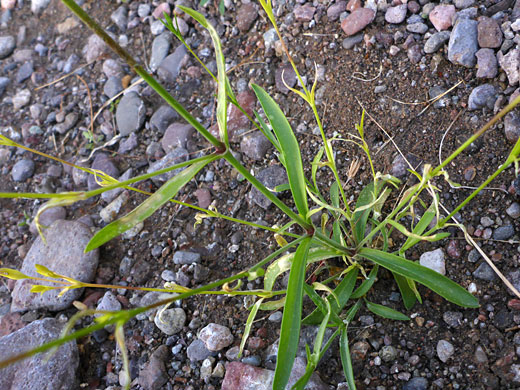 Stems and leaves