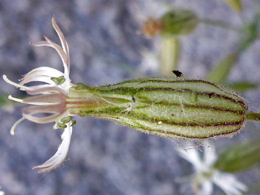 Palmer's Catchfly; Palmer's catchfly (silene bernardina), Cottonwood Lakes Trail, Sierra Nevada, California