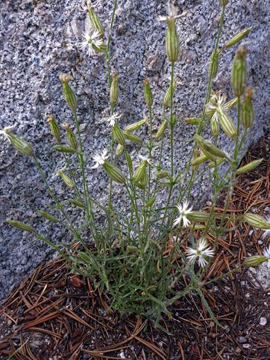 Flowering stems