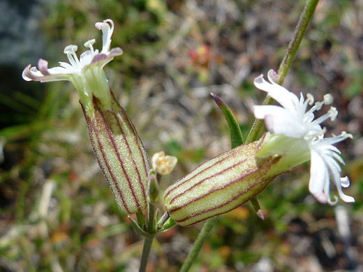 Douglas' Catchfly; Silene douglasii var douglasii, Mt Tallac Trail, Lake Tahoe, California