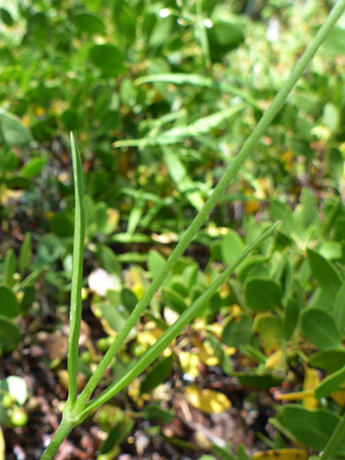 Cauline leaves