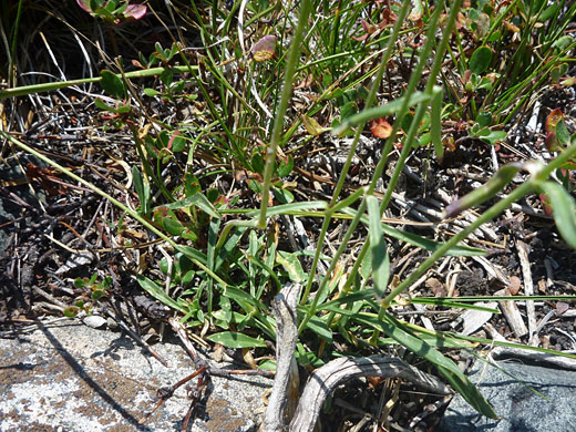 Stems and leaves