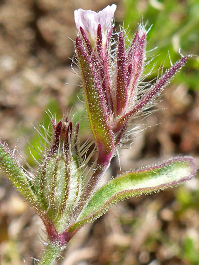 Small-Flowered Catchfly; Silene gallica (small-flowered catchfly), Tidepools Trail, Cabrillo National Monument, California