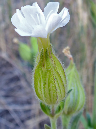 Bladder Campion; Corolla and calyx of silene latifolia, beside the Yellowstone River, Gardiner, Wyoming