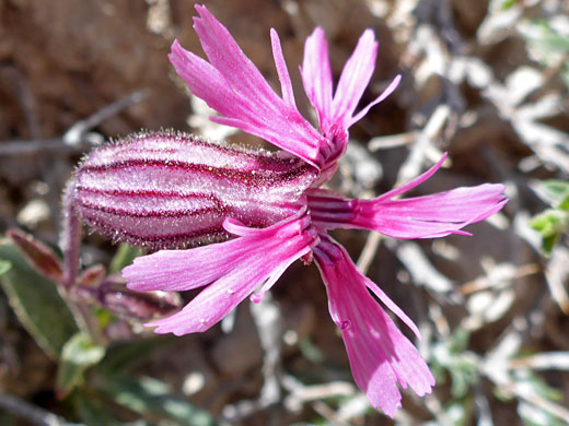 Plateau Catchfly; Plateau catchfly (silene petersonii), Ramparts Trail, Cedar Breaks National Monument, Utah