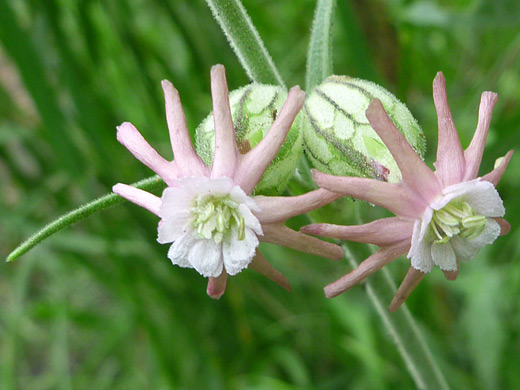 Simple Campion; Silene scouleri ssp hallii (simple campion), along the Cerro Grande Trail, Bandelier National Monument, New Mexico