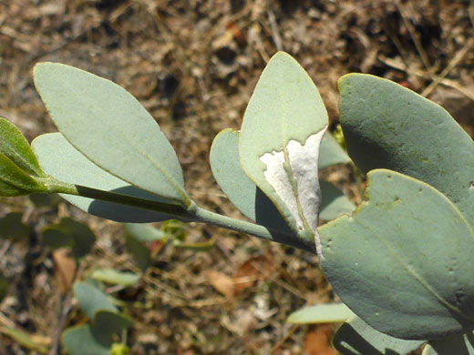 Ovate leaves