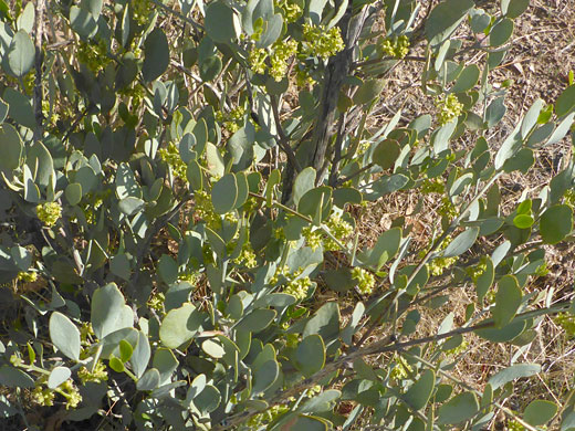 Leafy branches
