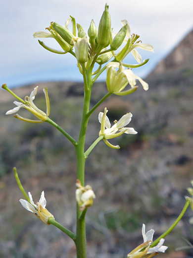 Tall Mustard; Flowers and buds of sisymbrium altissimum, along the Whiterocks Trail in Snow Canyon State Park, Utah