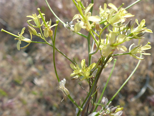 Pale yellow flowers