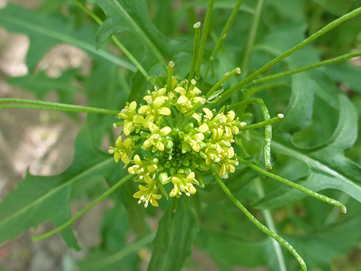 London Rocket; Spherical flower cluster - sisymbrium irio in Aravaipa Canyon, Arizona