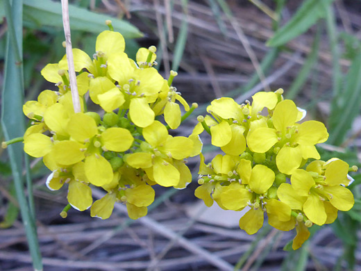 Small Tumblemustard; Yellow flowers of sisymbrium loeselii, Yellowstone River, Gardiner, Wyoming