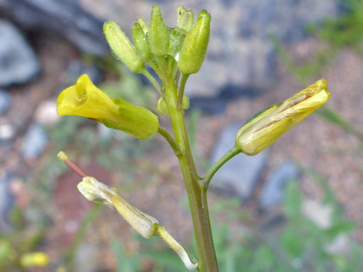 Eastern Rocket; Sisymbrium orientale (eastern rocket), Camp Creek, Arizona