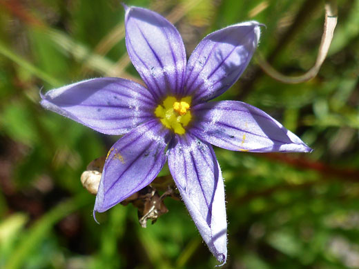 Stiff Blue-eyed Grass; Stiff blue-eyed grass (sisyrinchium demissum), Pomeroy Tanks, Sycamore Canyon, Arizona