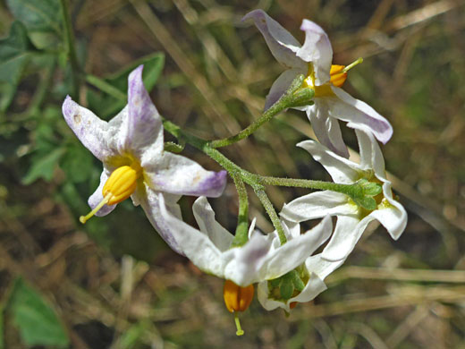 Five flowers