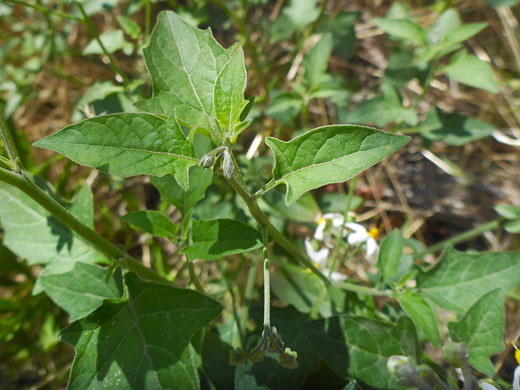 Lobed leaves