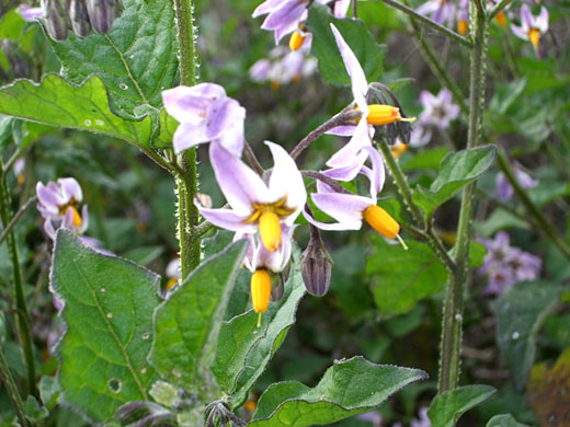 Greenspot Nightshade