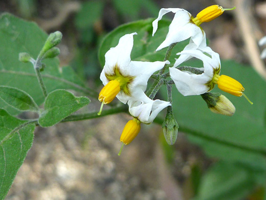 Greenspot Nightshade; Greenspot nightshade (solanum douglasii), Anza Borrego Desert State Park, California