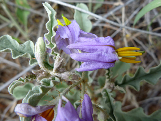 White Horsenettle; Solanum elaeagnifolium, along the Casner Canyon Trail, Sedona