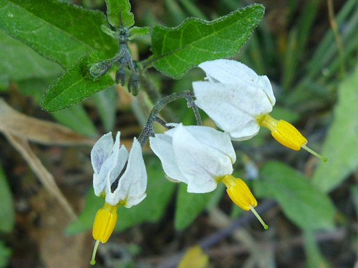 Tropical Nightshade; Solanum furcatum, Trinidad State Beach, California