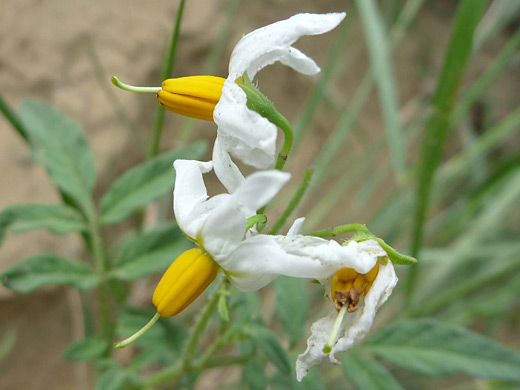 Wild Potato; Wild potato (solanum jamesii) in Chaco Culture NHP, New Mexico