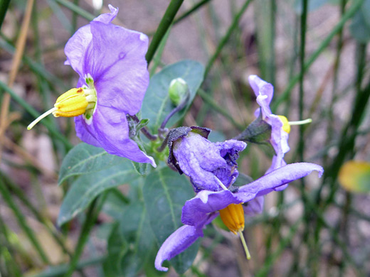 Parish's Horse-Nettle; Two purple flowers of solanum parishii, in Tubb Canyon, Anza Borrego Desert State Park, California