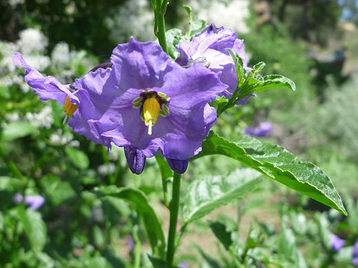 Blue Witch; Yellow-centered flower of blue witch (solanum umbelliferum), along the trail to Gaviota Peak in Gaviota State Park