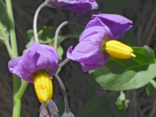 Two purple flowers