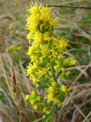 California Goldenrod; Solidago californica, Point Cabrillo Light Station State Historic Park, California