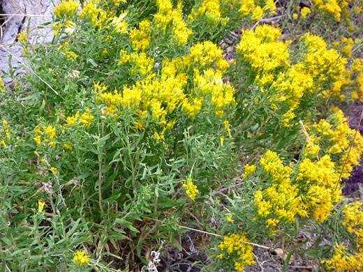 Canada Goldenrod