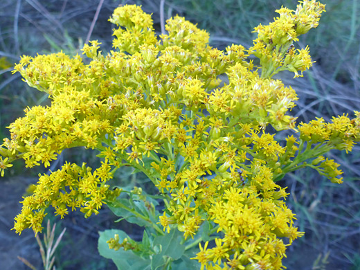 Giant Goldenrod; Small yellow flowerheads - solidago gigantea, Yellowstone River, west of Gardiner, Wyoming