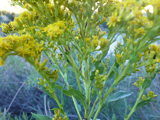 Branched flower cluster