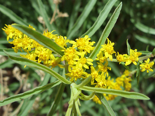 Missouri Goldenrod; Flowers and upper stem leaves of solidago missouriensis, near Hance Creek, Grand Canyon National Park, Arizona