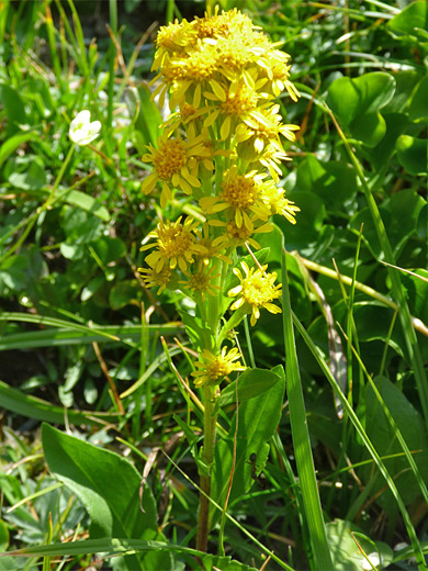 Alpine Goldenrod; Flower spike of solidago multiradiata (alpine goldenrod), Wind River Mountains