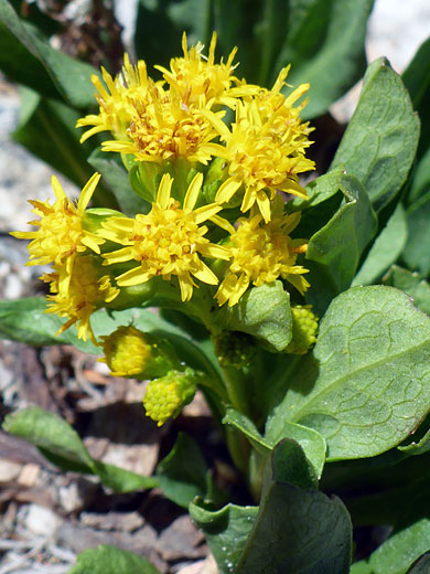 Alpine Goldenrod