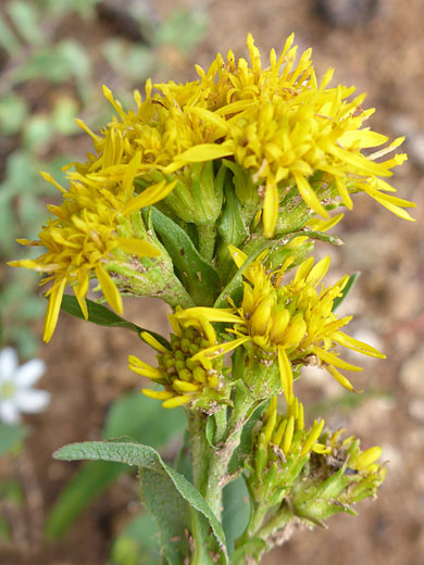 Compact flower cluster