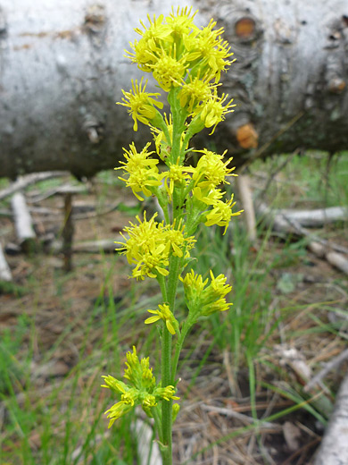 Sticky Goldenrod; Solidago simplex along the Cerro Grande Trail, Bandelier National Monument, New Mexico