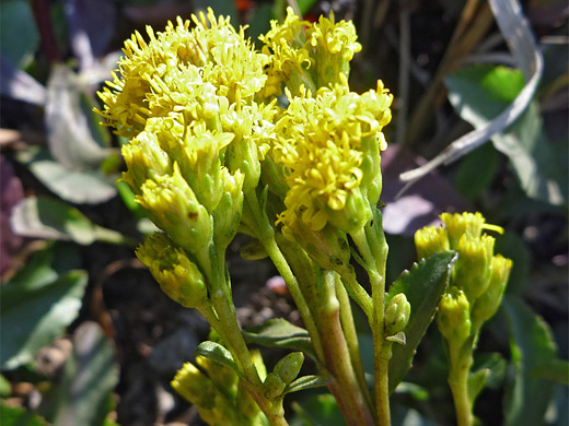 Coast Goldenrod; Yellow flowerheads of solidago spathulata, Trinidad State Beach, California