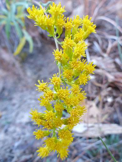 Nevada Goldenrod; Solidago spectabilis (Nevada goldenrod), Left Fork of North Creek, Zion National Park, Utah