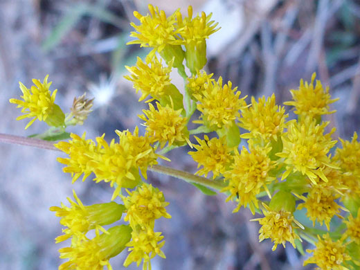 Nevada Goldenrod